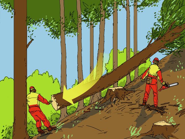Zwei Forstmitarbeiter stehen vor einem fallenden Baum. Ein gelber Pfeil zeigt, dass das Stammende nach hinten rutscht. Dort steht ein Mann, der dem Stamm nicht ausweichen kann.