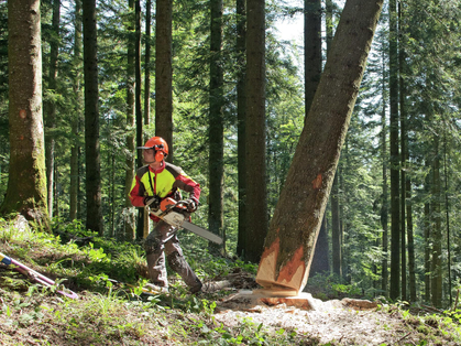 Lebenswichtige Regeln für Waldarbeiten