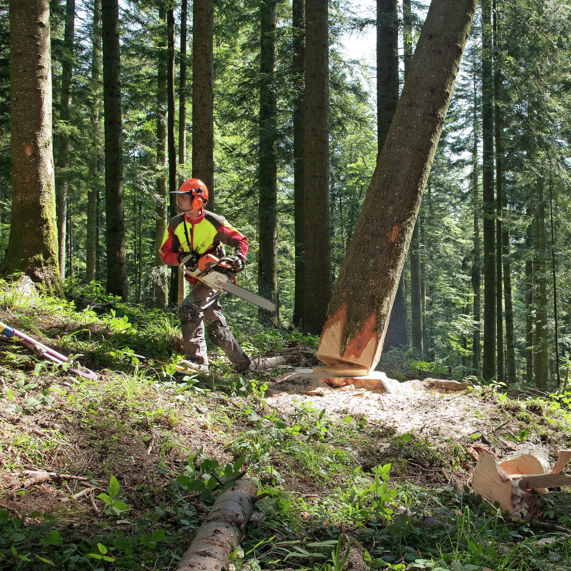 Regole vitali per i lavori forestali