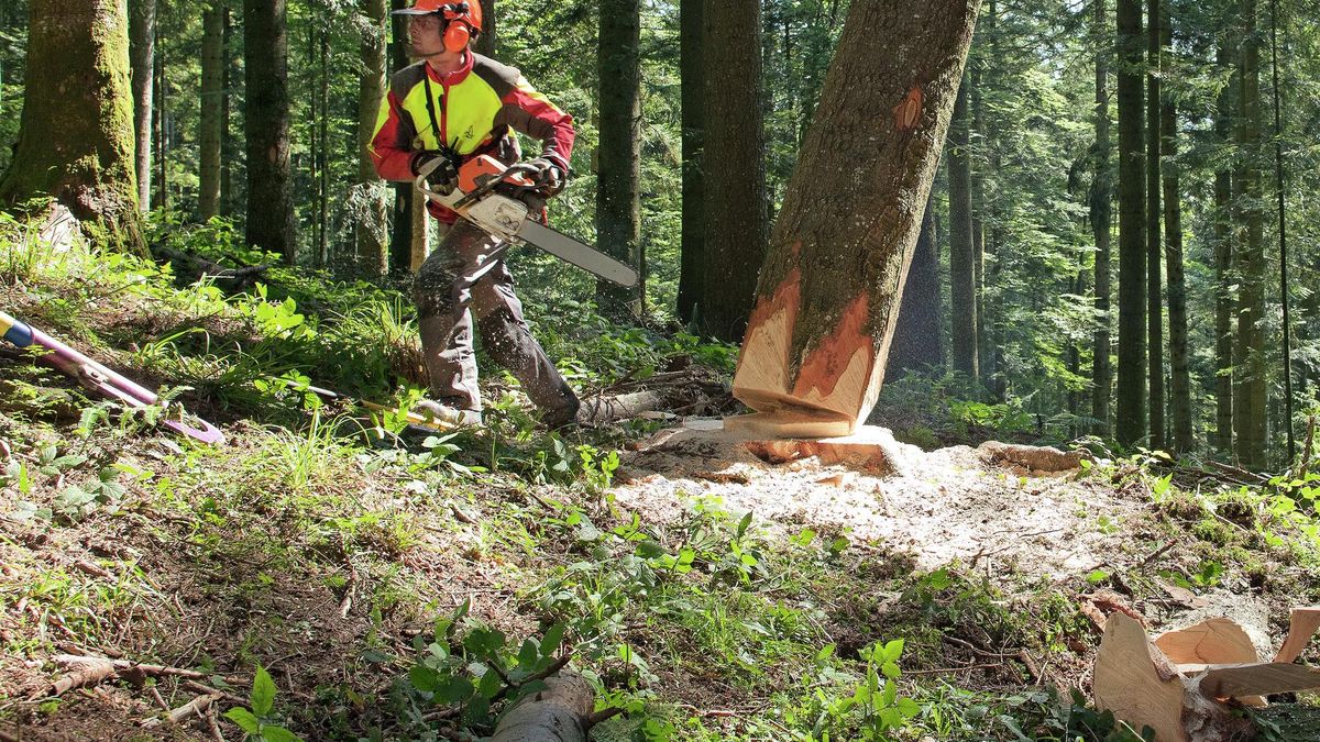 Regole vitali per i lavori forestali