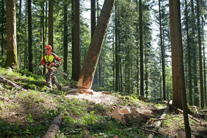 Unfall: Forstmitarbeiter von Stamm zerquetscht