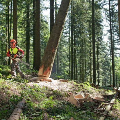 Prospekt: Zehn lebenswichtige Regeln für die Waldarbeit