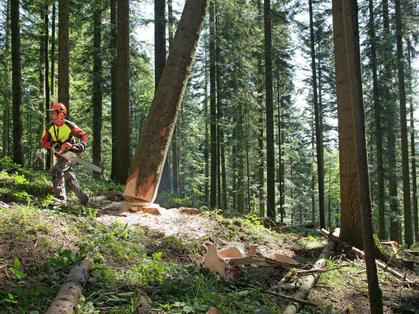 Prospekt: Zehn lebenswichtige Regeln für die Waldarbeit