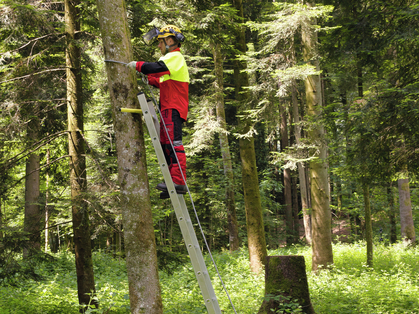 Tipps für die Arbeit auf Leitern im Baum